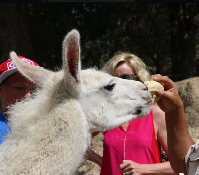 a nuestras llamas les gusta el pan